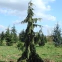 Chamaecyparis nootkatensis  'Pendula'